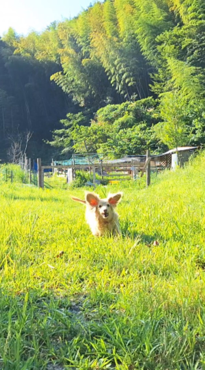 ただいま日本