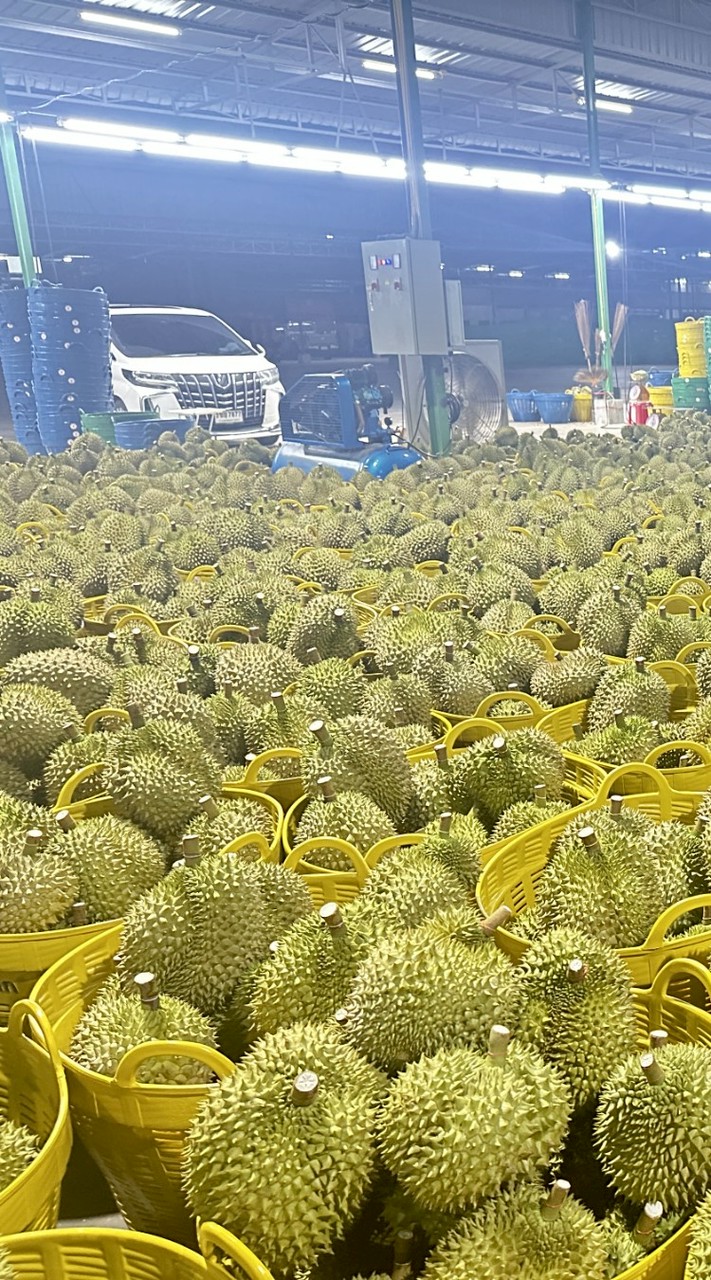 แผงทุเรียนขุนศึกทหารเสือ