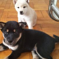 小狗之族