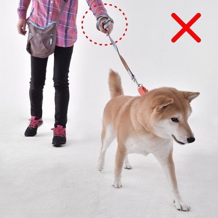 愛犬に引っ張られても大丈夫 正しいリードづかい いぬのきもちnews