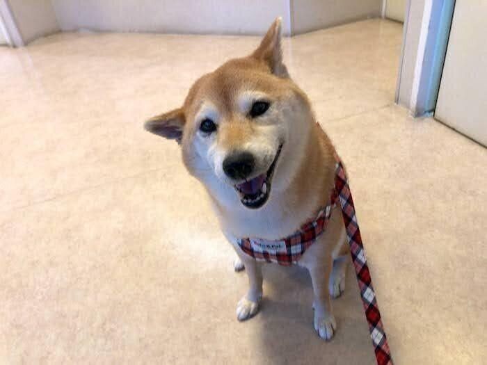 外耳炎の治療中 おりこうに頑張る柴犬マロたん