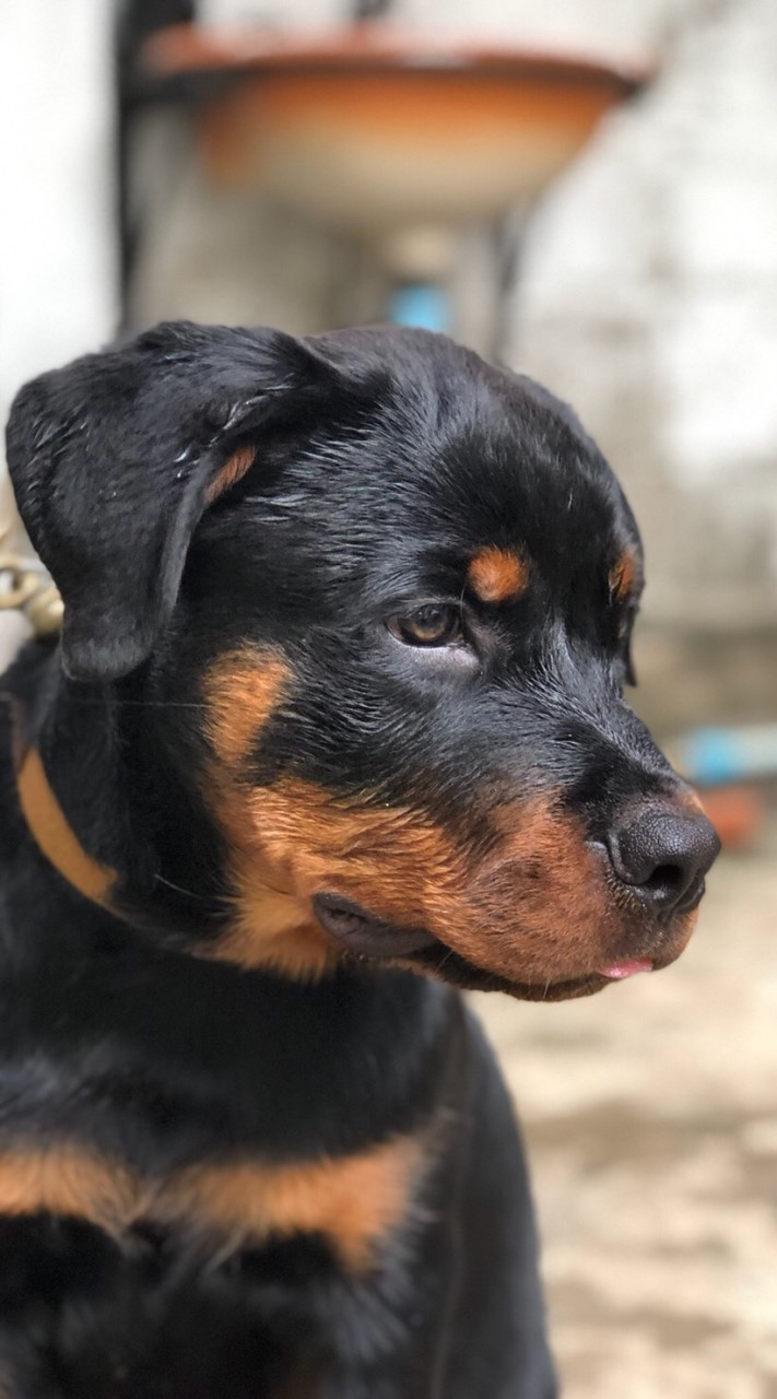 Rottweiler Narak 🐾