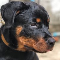 Rottweiler Narak 🐾