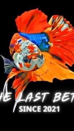 The Last Betta Farm ซื้อขายปลากัด