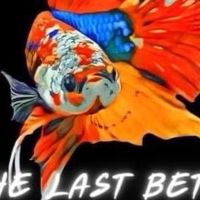 The Last Betta Farm ซื้อขายปลากัด