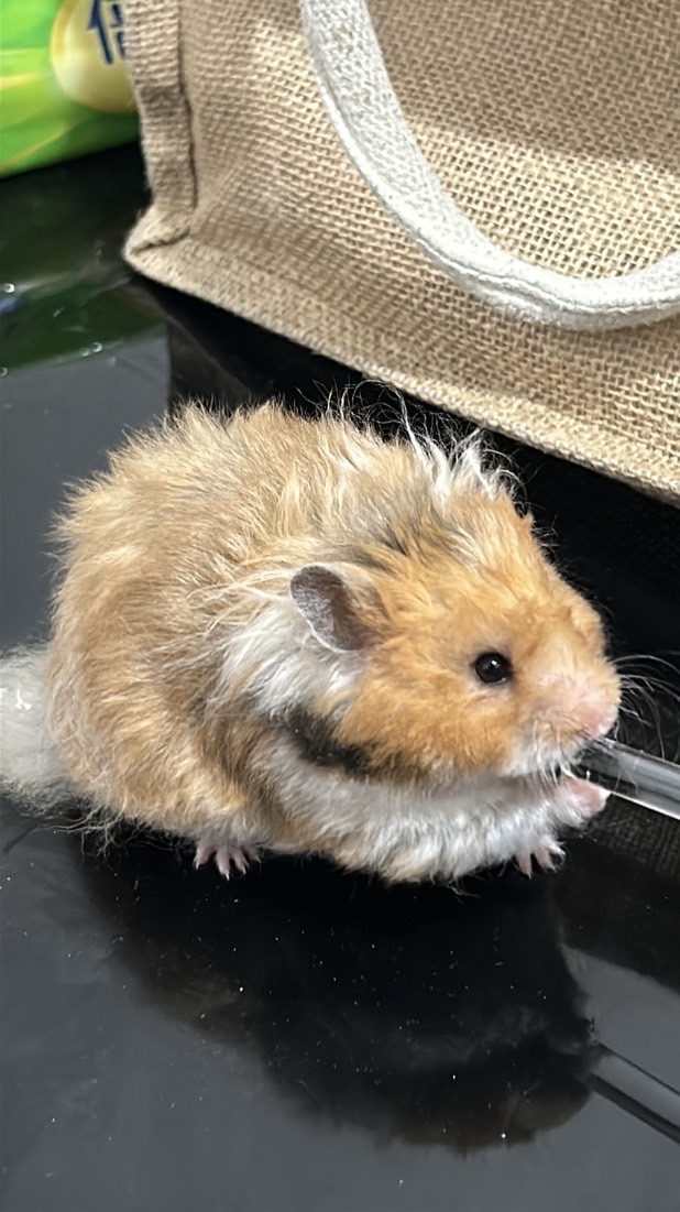 鼠馬麻小窩🐹
