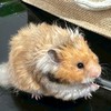 鼠馬麻小窩🐹
