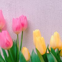 BlooMy♡