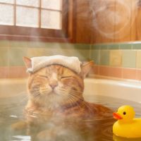 犬、猫画像加工のCapCanカフェ☕