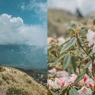 | 南投景點 | 合歡山高山杜鵑花季 不用翻山越嶺 賞花熱點祕境就走這一條 合歡山假日高乘載交通管制懶人包