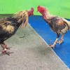 ภู กำแพงแสน(หนุ่มชายคลอง )