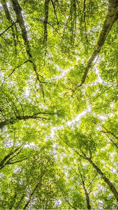 森森🌲不息