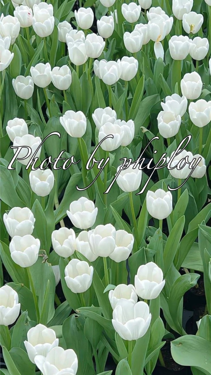 Photo by phiploy