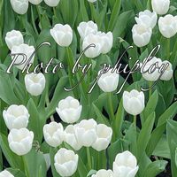 Photo by phiploy