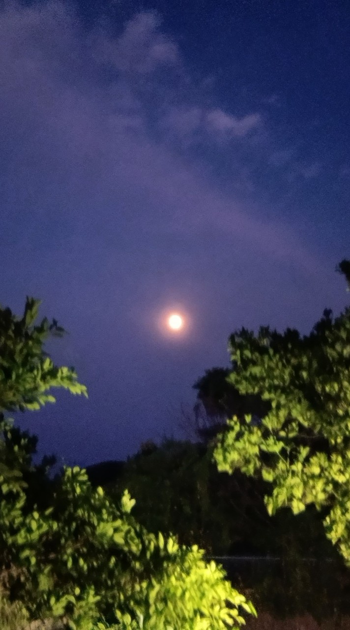 ブロスタ総トロは飾り