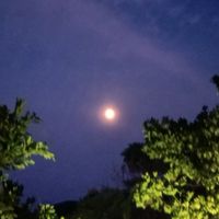 ブロスタ総トロは飾り