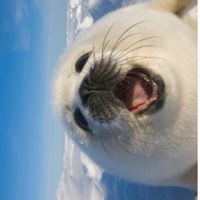 海豹部隊