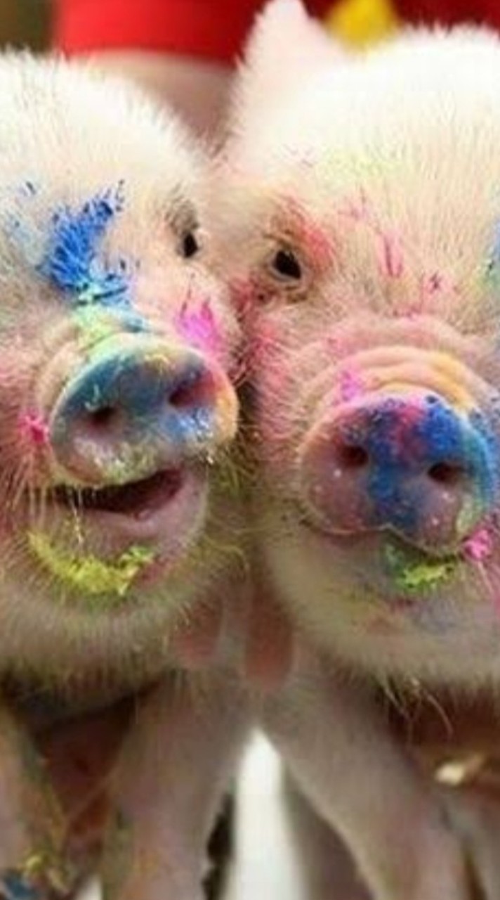 ppplekโพสหมู
