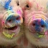 ppplekโพสหมู