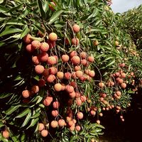 2025新竹香山荔枝&甜葡萄柚採果趣