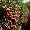2025新竹香山採荔枝趣（糯米糍）