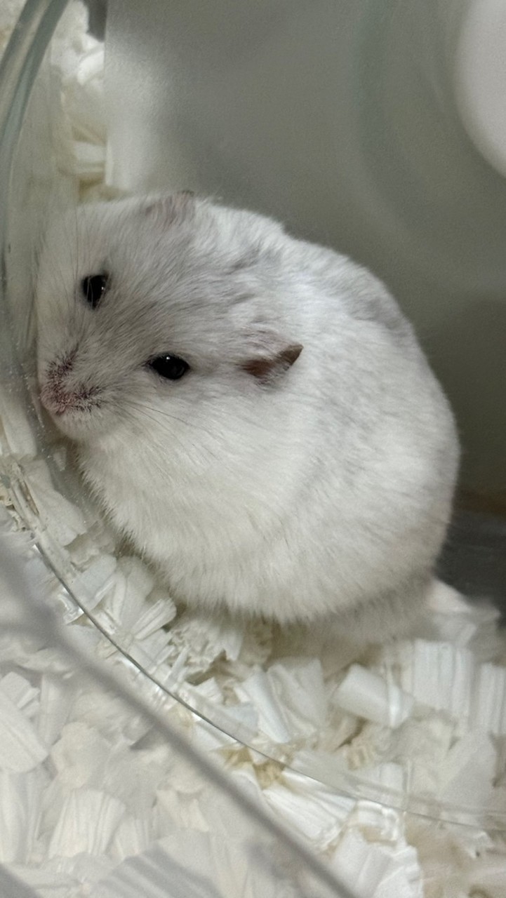 ぐでたま‎꜀(  ꜆-ࡇ-)꜆