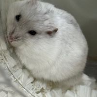 ぐでたま‎꜀(  ꜆-ࡇ-)꜆