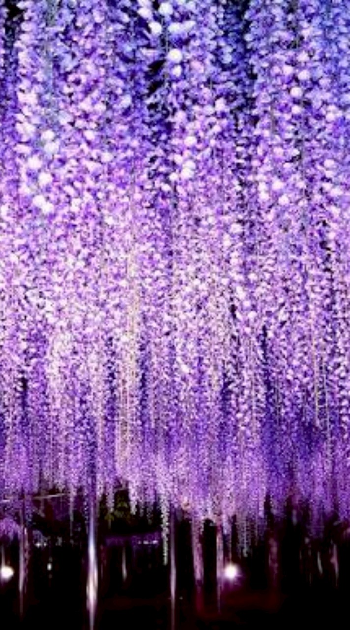 藤蓮華教及びYESカズリスト教