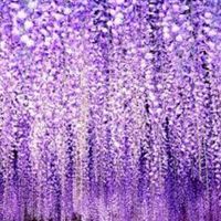 藤蓮華教及びYESカズリスト教