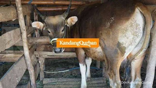 670 Koleksi Sketsa Gambar Hewan Kurban Gratis