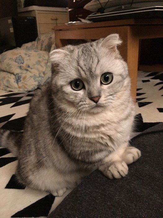 実は短毛だけじゃない 長毛猫もいる猫の特徴まとめ