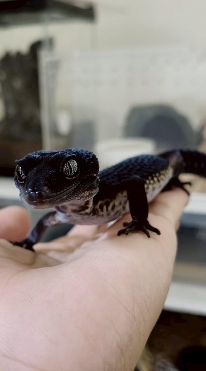 心碎🦖觀察站