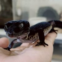 心碎🦖觀察站