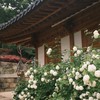 奉恩寺願望手鍊-迷妹團 限時開團