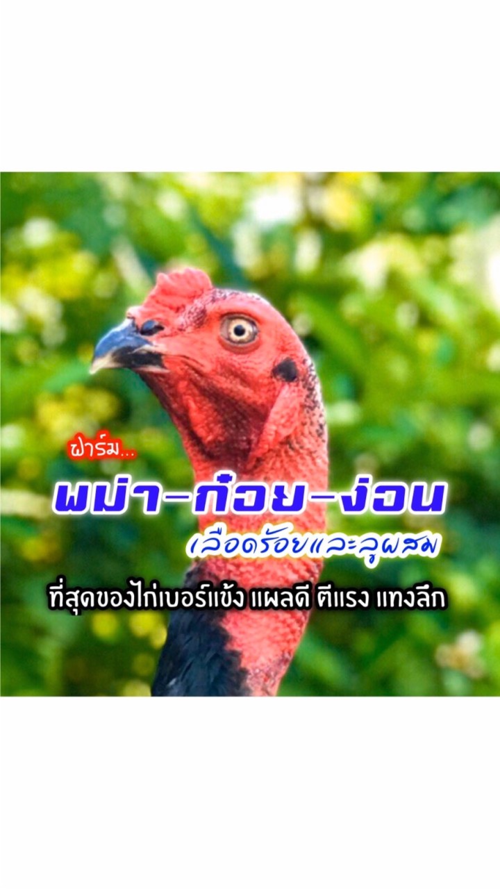 พม่า-ก๋อย-ง่อน