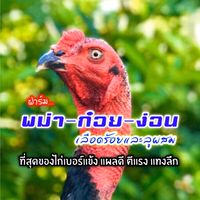 พม่า-ก๋อย-ง่อน