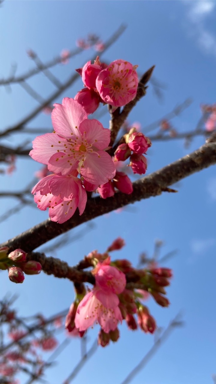 🌺沖縄🌴で楽しもう✨🌺雑談もok