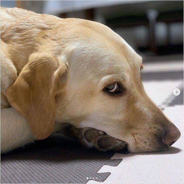 甘えんぼう犬 の行動にキュン 注意したい接し方も