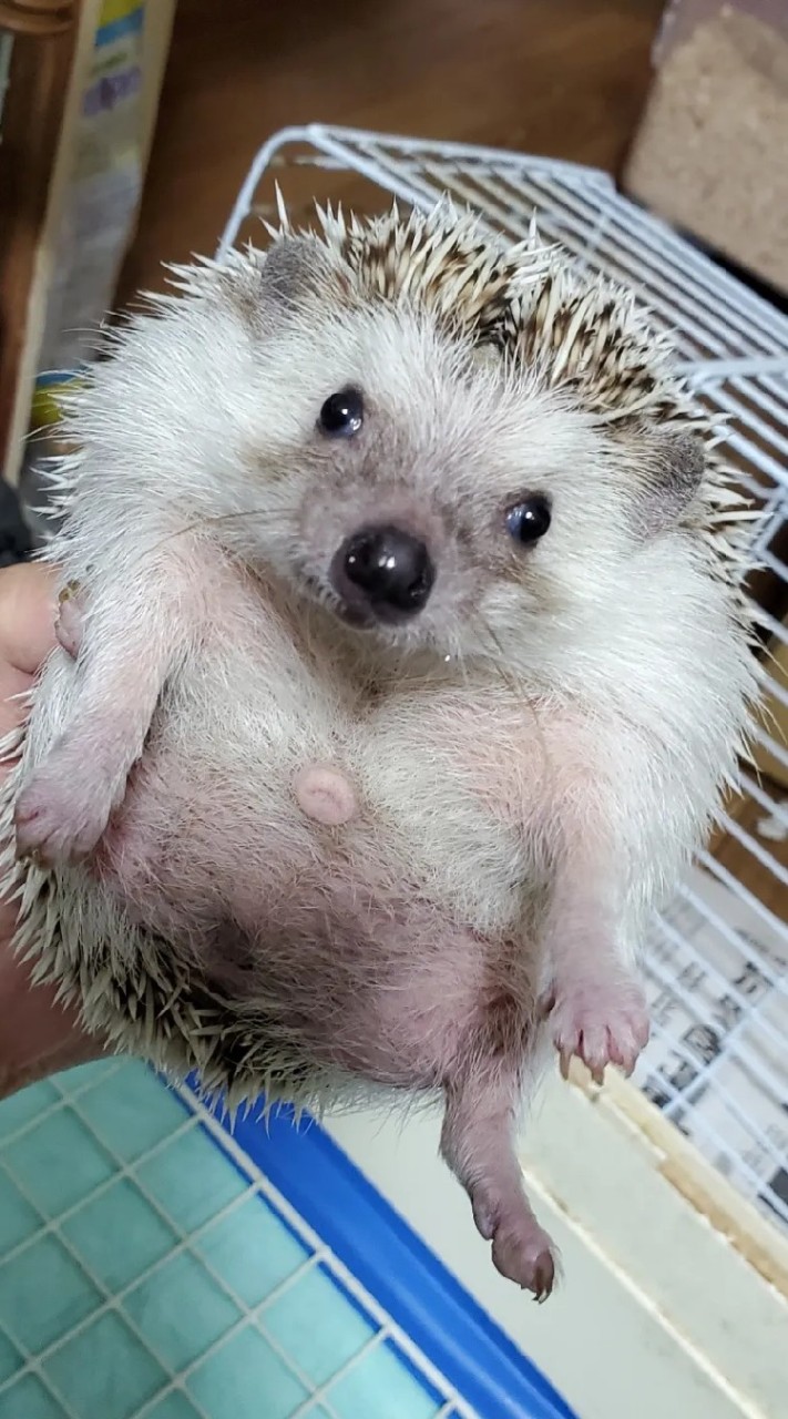 小動物♥️爬虫類