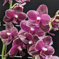 熱愛多種 國蘭 蘭花之友 分享教學討論社