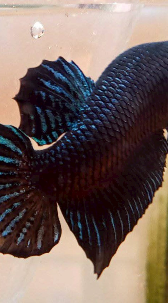 นักสู้ใต้น้ำสายเดิมพันธิ์