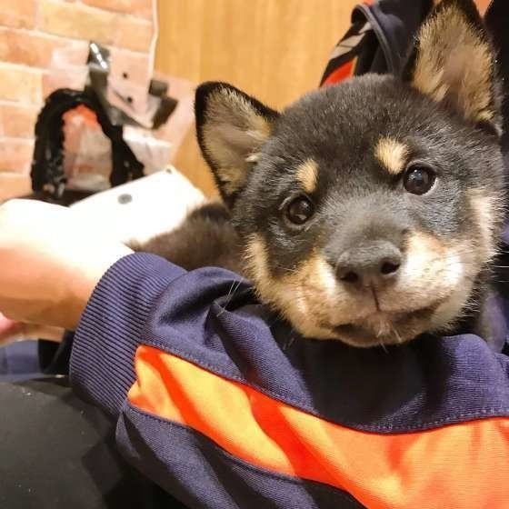 犬が飼い主さんに 大好き とアピールする鳴き方