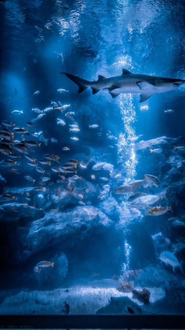 ＊水族館にとじこめられた！　𓆛　折緩ハント