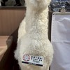 聊天群