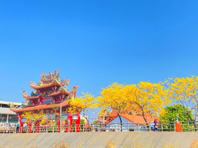 溫磘宮黃花風鈴木,雲林斗南將軍崙溫磘宮,雲林斗南黃花風鈴木秘境,雲林黃花風鈴木