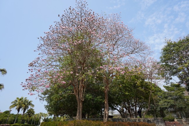 台中公園,台中東英公園,台中洋紅風鈴木,東英公園,東英公園網球場,松鼠公園,洋紅風鈴木,苦楝花,阿勃勒