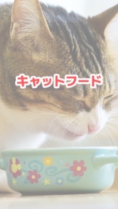 愛猫飯調査隊🐈キャットフード情報🐈