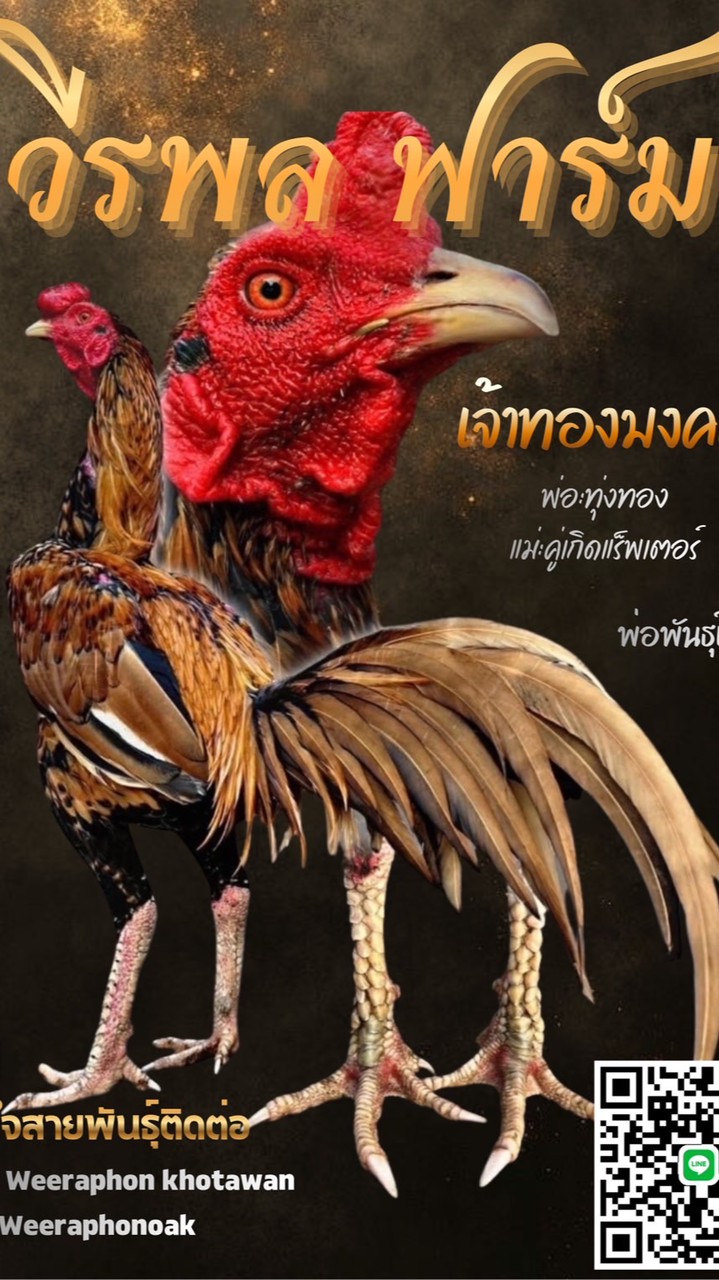 วีรพล ฟาร์ม ป่าก๋อยและพม่าสายเลือดดี