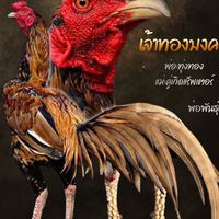 วีรพล ฟาร์ม ป่าก๋อยและพม่าสายเลือดดี