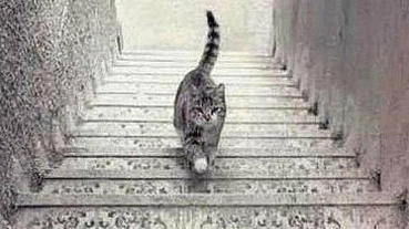 【心理測驗】圖中的貓，正在上樓還是下樓？了解你是樂觀人還是悲觀人